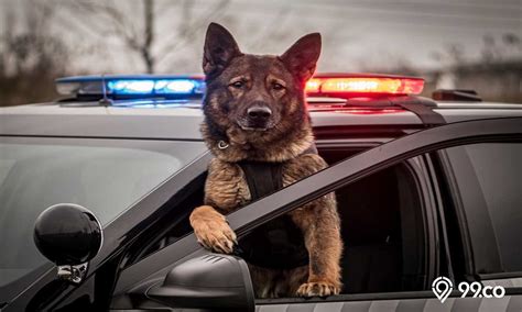 5 Ras Anjing Polisi Yang Lihai Sebagai Pelacak Awas Galak