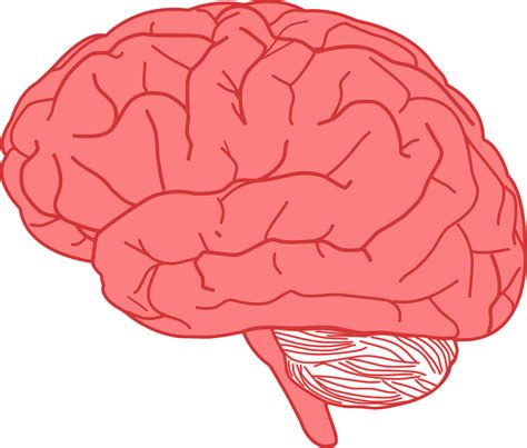 cerebro humano ilustracion del vector ilustracion de grafico images the best porn website