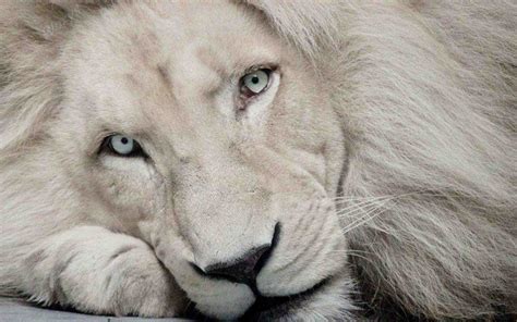 Free White Lion Photo Free White Lion 1920x1200 12574