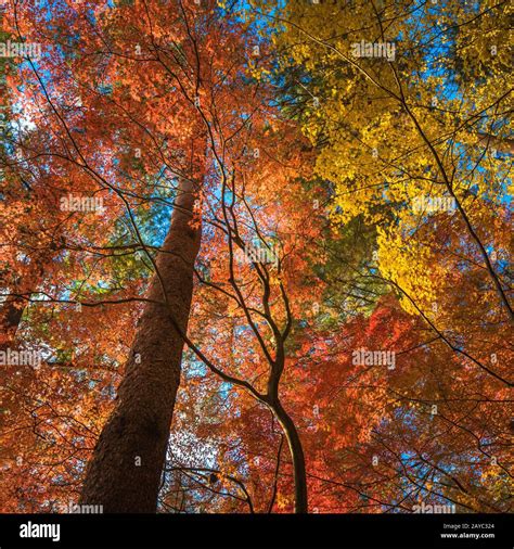 Multi Colour Trees In The Autumn Forest Stock Photo Alamy