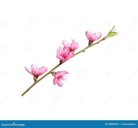 Beautiful Sakura Tree Branch Isolated On White Stock Image Image Of