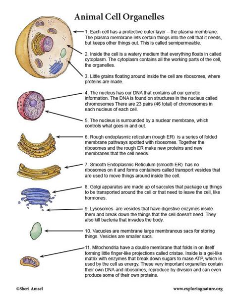 Function Of Cell Organelles Chart