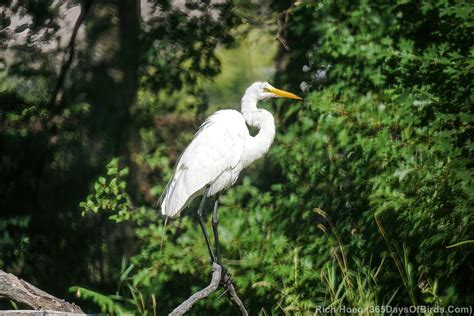 Egrets Herons And Fish Oh My 365 Days Of Birds