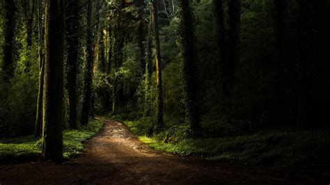 Forest Path Wallpapers Wallpaper Cave