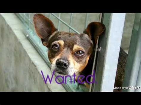 Apr 05, 2018 · if you have a dog, maddie, a commercial by chevrolet, will make you bawl like a baby. Sad Animal Shelter Commercial - YouTube