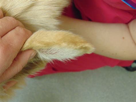 What Is This Lump On My Pets Ear Colborne Street Pet Hospital