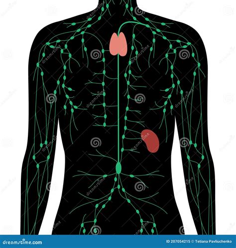 Lymphatic System Concept Stock Vector Illustration Of Inguinal 207054215