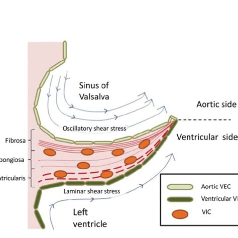 Aortic Valve Leaflet Consisting Of Fibrosa Spongiosa And
