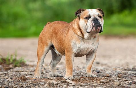 69 Scottish Bulldog For Sale Photo Bleumoonproductions