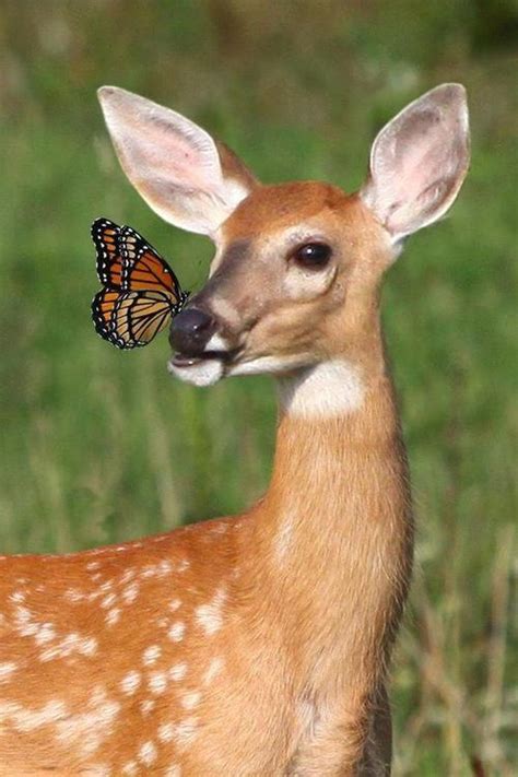 28 Animals With Butterflies Look Like Disney In Real Life Rbutterfly