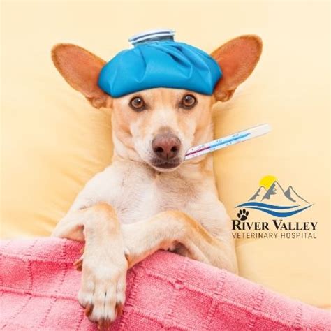 Emergency Vet Springdale Oral Hygiene For Dogs