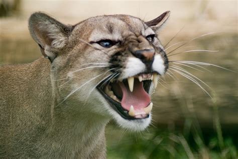 Pumas Teeth Cute Wild Animals Cat Anatomy Mountain Lion