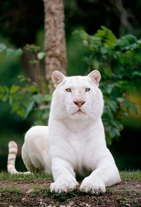 Pin By Pamela Hanna On Big Cats Albino Animals Cute Animals