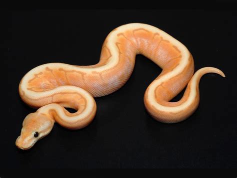 Coral Glow Cinnamon Spinner Morph List World Of Ball Pythons