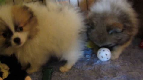 Looking for a maltipoo puppy in crocker? Teacup Pomeranian Puppies for sale California CA Riverside LA | 760-530-9763 - YouTube