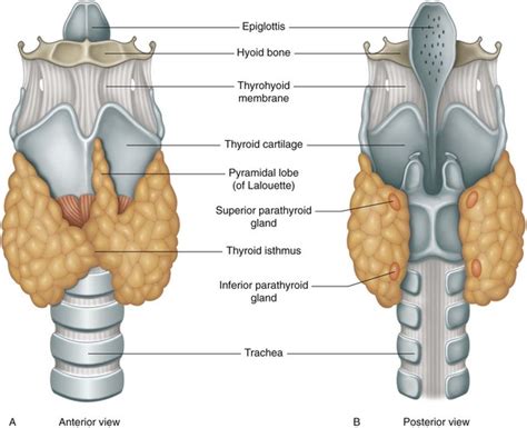 Vessels Of The Thyroid Musculoskeletal Key