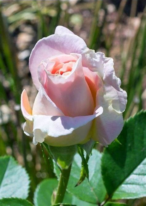 Pretty Pink Rose Beautiful Rose Flowers Romantic Roses Love Rose