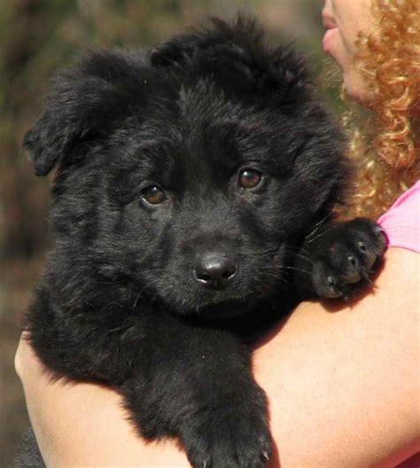 Long Haired Black German Shepherd Puppies For Sale Petsidi