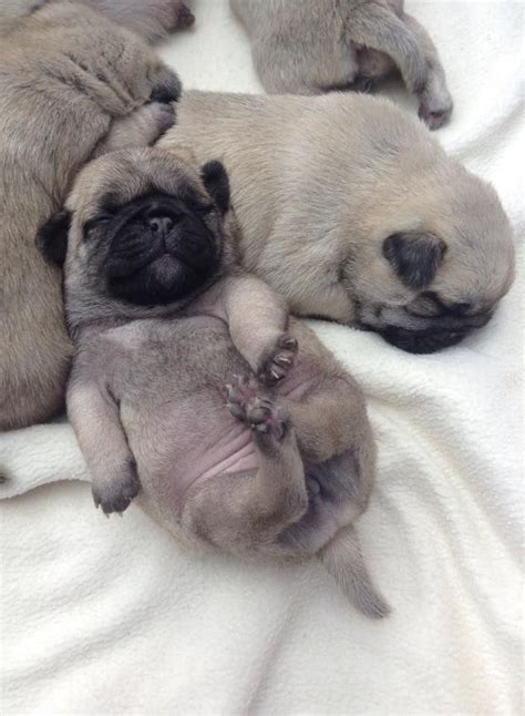 Pin By On Cutie Pies Cute Pugs Cute Puppy Pictures Dog Friends