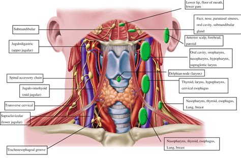 Human Anatomy Of The Neck