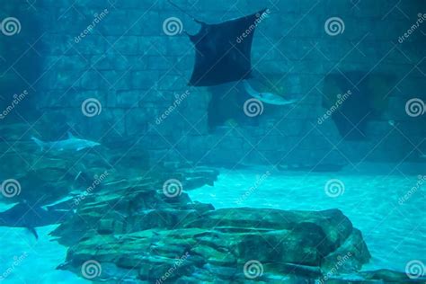 Sharks And Manta Rays In Aquarium At Seaworld 7 Editorial Image Image