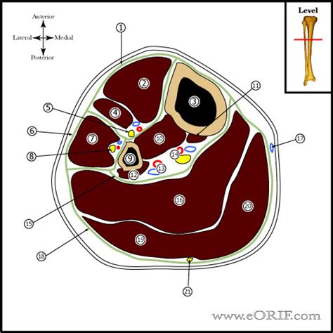 Lower Leg Cross Section Anatomy