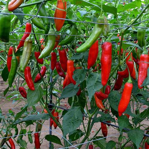 Aji Delight Chilli Pepper Kings Seeds Direct