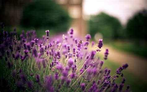 Lavender Flowers Purple Nature Wide Hd Wallpaper Free Beautiful