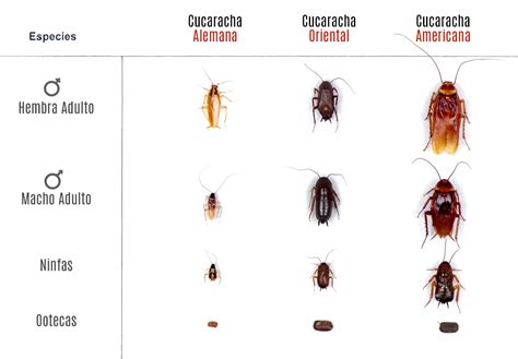 Diagrama Que Muestra El Ciclo De Vida De Las Cucarachas Vector Gratis