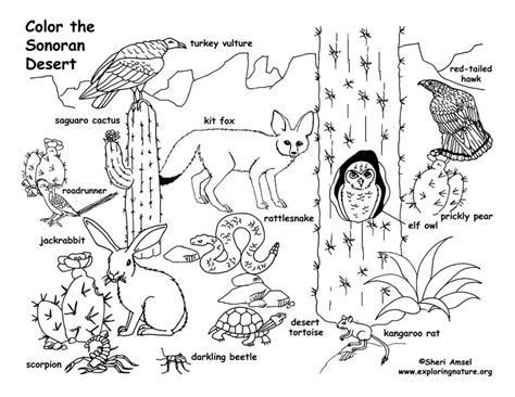 Desert animals coloring page roxaboxen | desert animals. Desert Animals Coloring Page