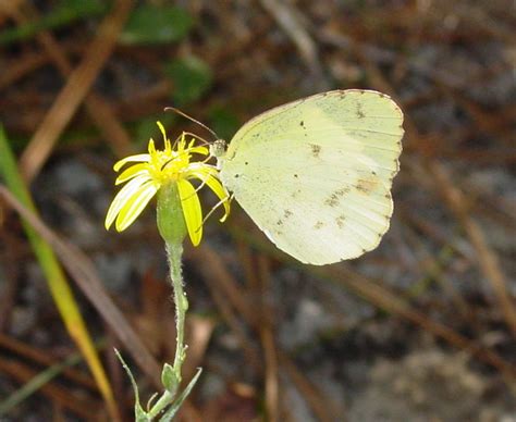 Little Yellow Butterflies Of Central Texas ·