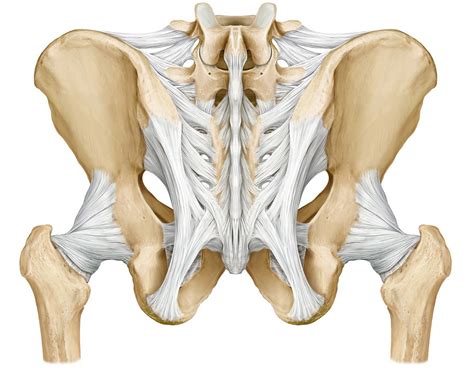 M) and the spinous processes of lower brainstem and upper cervical cord lesions can interfere with the function of cranial nerve xi. Low Back Pain & Pelvic Floor Dysfunction: Are They ...