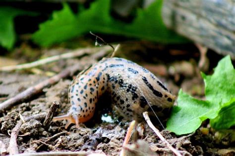 Comment Loigner Les Limaces De Vos Cultures Naturellement