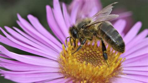 Maybe you would like to learn more about one of these? How do honey bees reproduce without males?