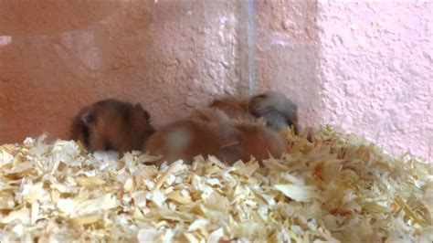 Baby Teddy Bear Hamsters Youtube