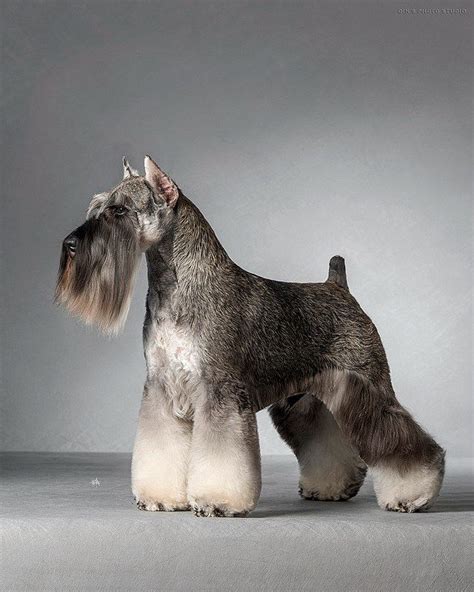 Pin de Mariana Sequeira en Schnauzer Grooming Peluquería de perros