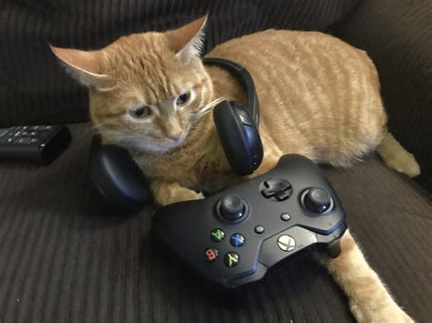Top 5 Cats In Gaming Fullsync