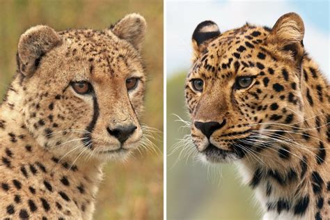 Cheetah Vs Leopard How To Tell The Two Cats Apart The Wildlife Diaries