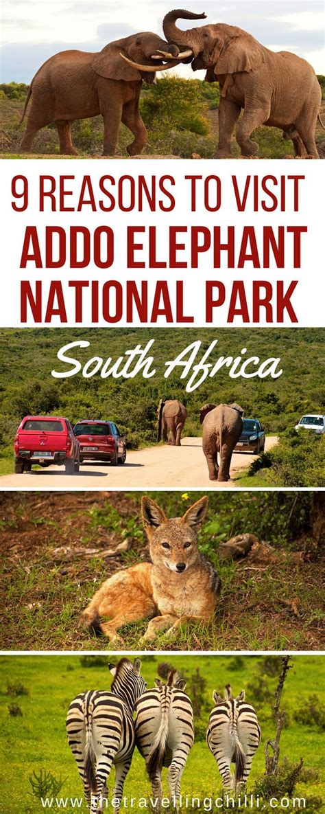 9 Reasons To Visit Addo Elephant Park In South Africa Addo Elephant