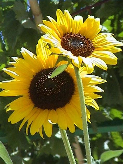 29 Stunning Sunflower Garden Ideas Sunflower Garden Sunflower Garden