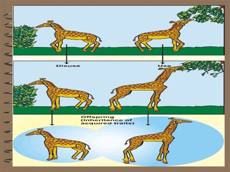 Gambar Teori Evolusi Charles Darwin Gambar Jerapah Di Rebanas Rebanas