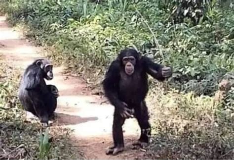Lola Fana Une Femelle Chimpanzé Est Morte à 70 Ans Bossou En Deuil