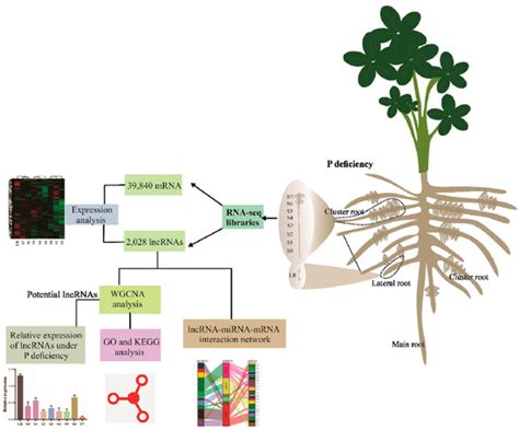 Ijms Free Full Text Global Identification Of White Lupin Lncrnas