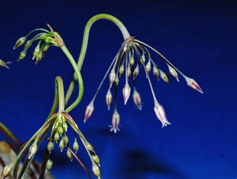 Allium maniaticum Díszhagyma Királykert