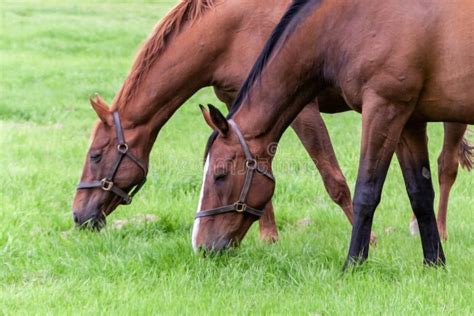 Three Horses Eating Grass On A Farm Being Very Peaceful Stock Photo