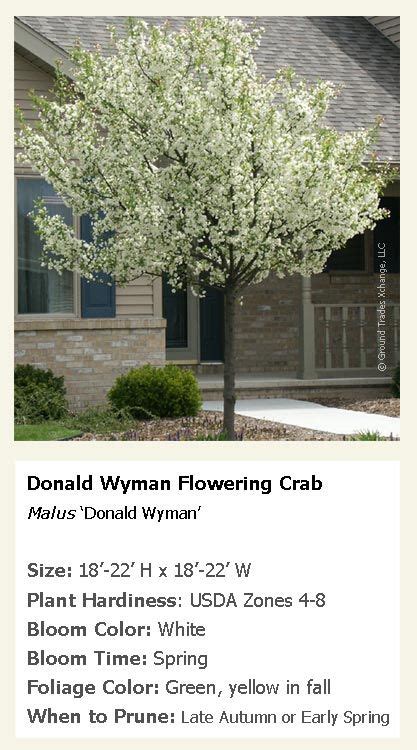 Malus Donald Wyman Flowering Crab Crabapple Tree Flowering