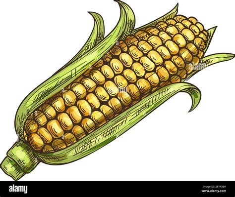Maize Cereal Grain Vector Isolated Corn Cob Sketch Vector Sweetcorn