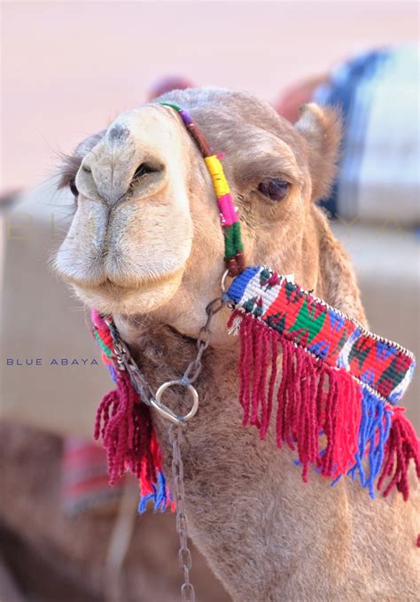 The Camel Festival In Riyadh Saudi Arabia