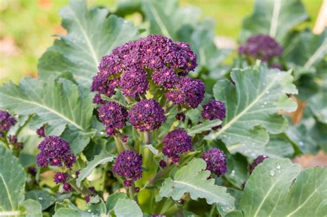 How To Grow Purple Sprouting Broccoli Diy Garden