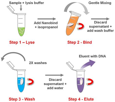 Dna Extraction Process